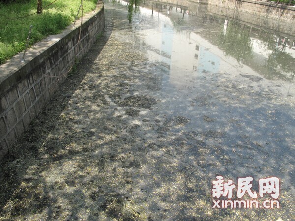 黑臭河道,黑臭河道治理,河道治理,河道治理方式 黑臭河道,黑臭河道治理,河道治理,河道治理方式