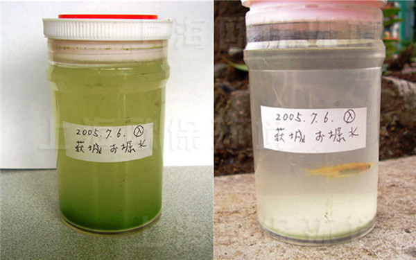 在24小時后水體澄清，而且在水中的魚兒依然活躍