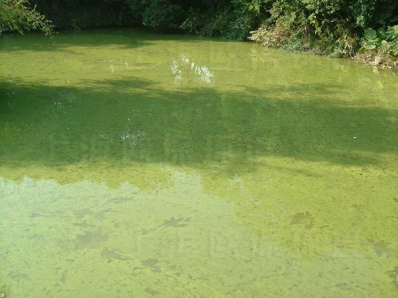 駁岸綠化施肥，大部分隨雨水及澆灌進入水體，導致藍藻過度繁殖