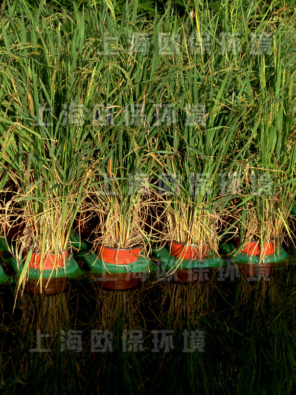 采用生態浮島工藝種植水稻等經濟作物的氧化塘工藝