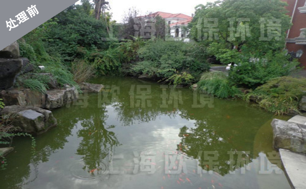 處理前水體藻類滋生,能見度低 處理前水體藻類滋生,能見度低