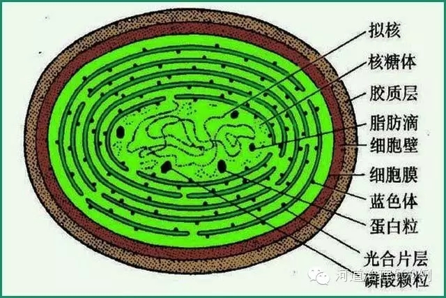 藍(lán)藻 藍(lán)藻