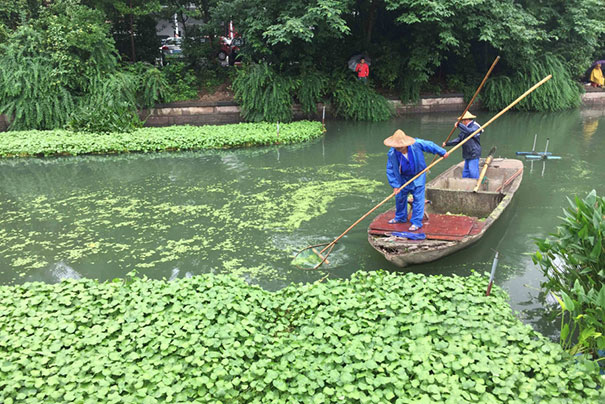 經過經理的河段，浮萍依然存在，如不打撈，浮萍將再次爆發