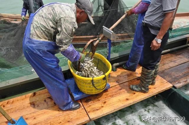 太湖里的這群魚可吞吃藍藻5千噸，并成功培育出“夏花”