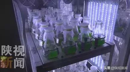西工大研發神奇藍藻可自生氧氣 有望破解太空生存難題