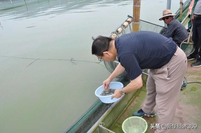 太湖里的這群魚可吞吃藍藻5千噸，并成功培育出“夏花”