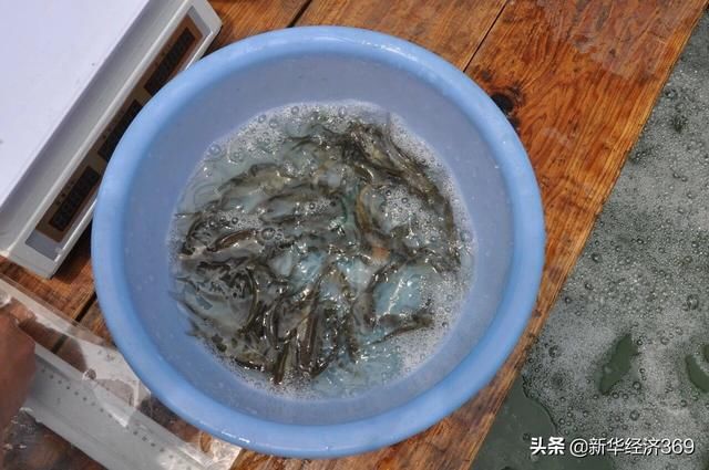 太湖里的這群魚可吞吃藍藻5千噸，并成功培育出“夏花”