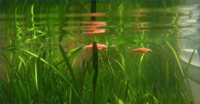 水下森林構建