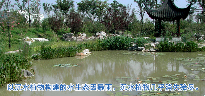 水下森林以沉水植物構建的水生態因暴雨，沉水植物幾乎消失殆盡