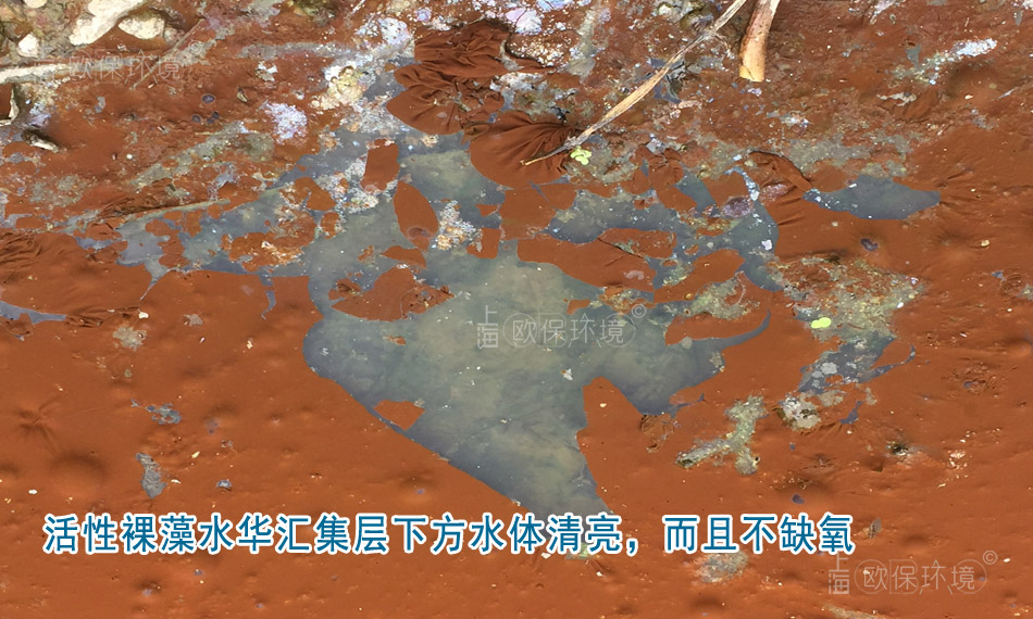 裸藻能進行光合作用，活性裸藻水華匯集層下方水體清涼，而且不缺氧