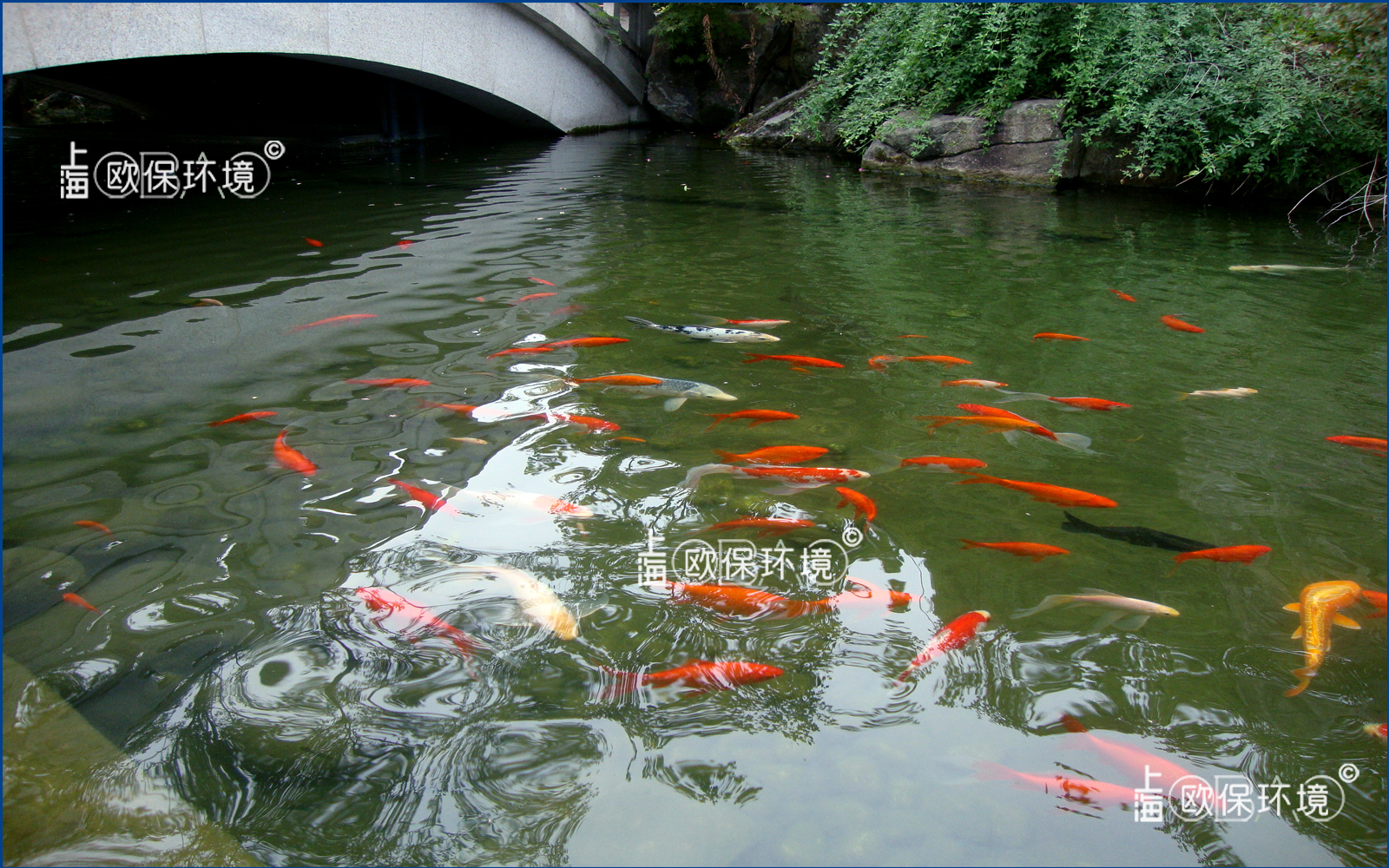 科技園休閑花園池塘，觀賞魚養殖及水凈化