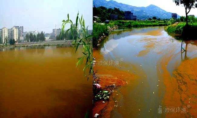 裸藻門通常大量的生存在平靜的內陸水體，在池塘、水溝的表面形成綠色或者紅色的水華