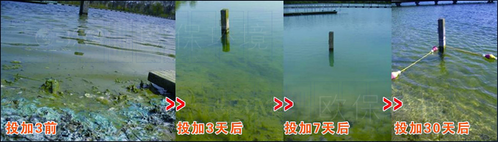 Phoslock鎖磷劑，投加30天水體清澈